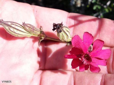 Silene ornata, photographed by Chris Vynbos