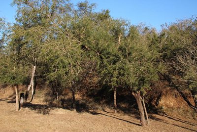 Vachellia natalitia, photographed by Tony Rebelo