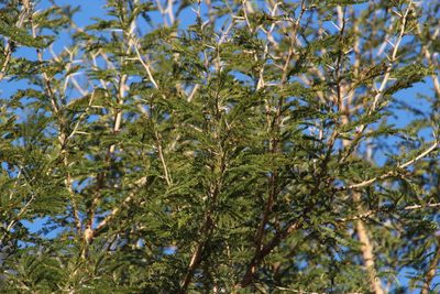 Vachellia natalitia, photographed by Tony Rebelo