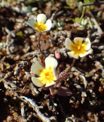 Zaluzianskya acrobareia, photographed by Nicola van Berkel