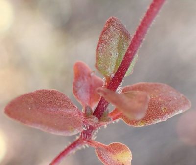 Zaluzianskya acrobareia, photographed by Nicola van Berkel