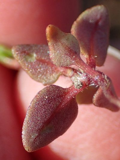 Zaluzianskya acrobareia, photographed by Nicola van Berkel