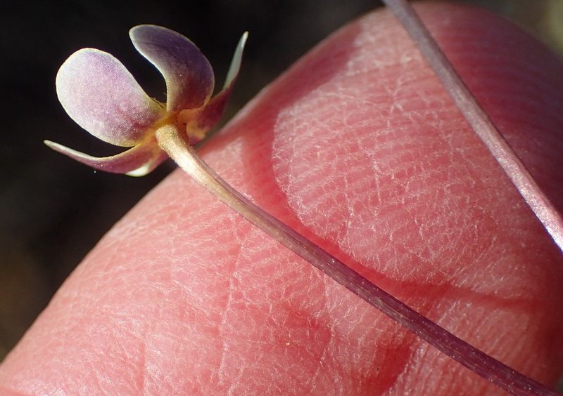 Zaluzianskya acrobareia, photographed by Nicola van Berkel