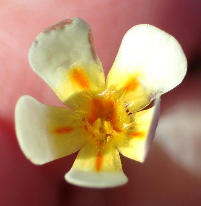 Zaluzianskya acrobareia, photographed by Nicola van Berkel
