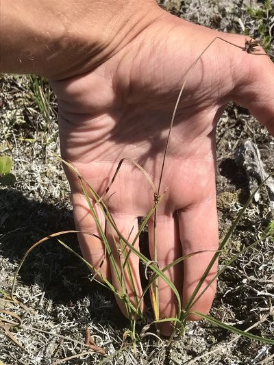 Scleria pauciflora, photographed by Chase Mathey