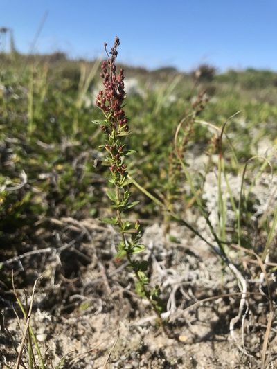 Lechea minor, photographed by Chase Mathey