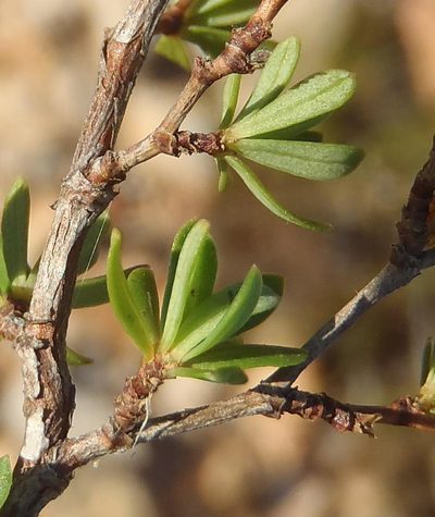 Cliffortia polita, photographed by Nicola van Berkel