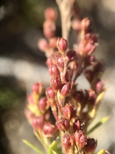 Lechea minor, photographed by Chase Mathey