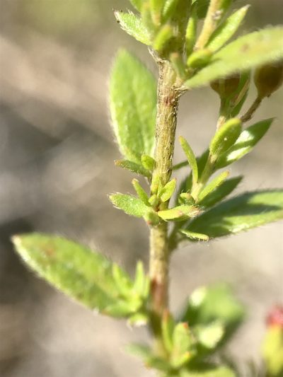 Lechea minor, photographed by Chase Mathey