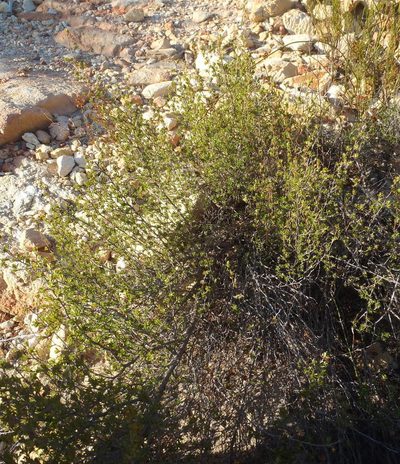 Cliffortia polita, photographed by Nicola van Berkel