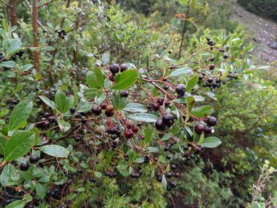 Aronia melanocarpa, photographed by Todd Boland