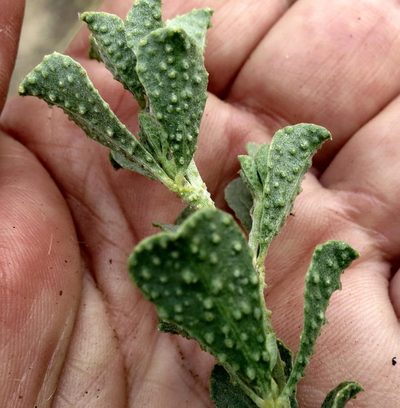 Psoralea velutina, photographed by Di Turner