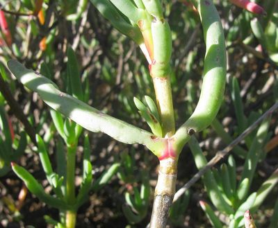 Ruschia muelleri, photographed by douglaseustonbrown