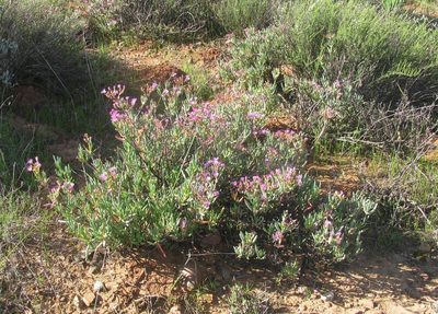 Ruschia muelleri, photographed by douglaseustonbrown