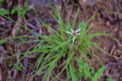 Rhynchospora nervosa, photographed by Anthony Batista