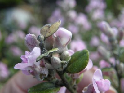 Podalyria orbicularis, photographed by Klaus Wehrlin
