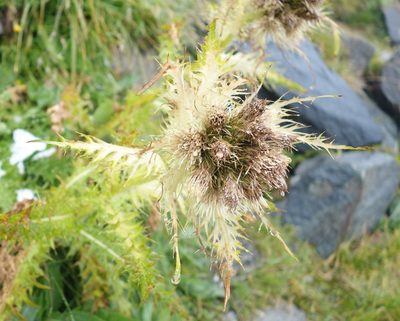 Cirsium spinosissimum, photographed by Jan Vršovský