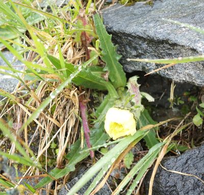 Schlagintweitia intybacea, photographed by Jan Vršovský