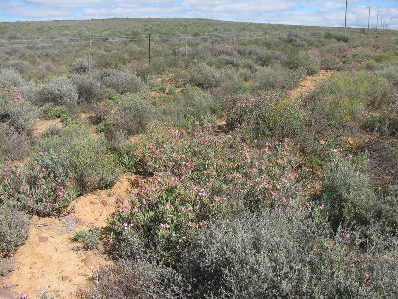 Ruschia muelleri, photographed by douglaseustonbrown