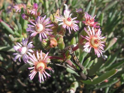 Ruschia muelleri, photographed by douglaseustonbrown