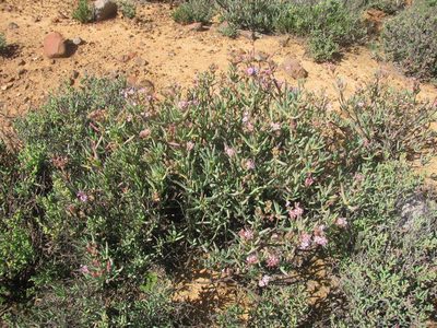 Ruschia muelleri, photographed by douglaseustonbrown