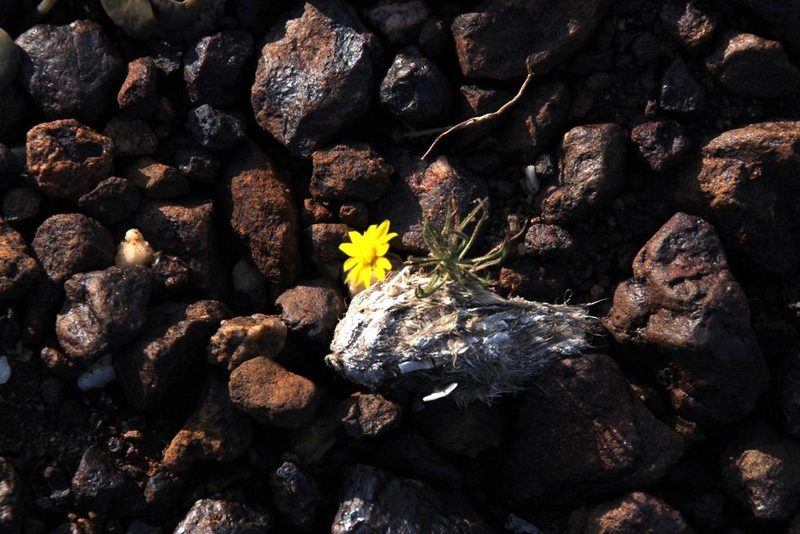 Rhynchopsidium sessiliflorum, photographed by Tony Rebelo
