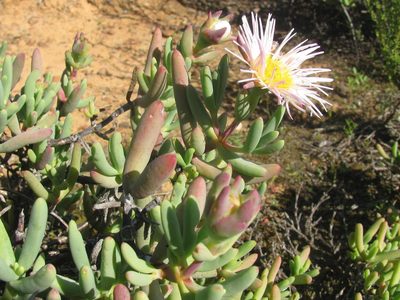 Lampranthus watermeyeri, photographed by douglaseustonbrown