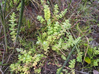 Hypericum elodes, photographed by euanmck