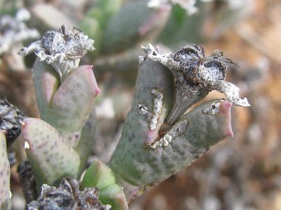 Ruschia laxipetala, photographed by douglaseustonbrown
