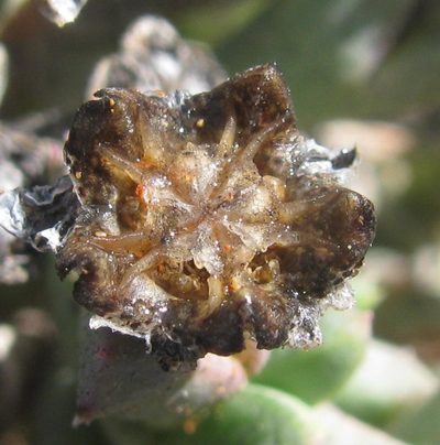 Ruschia laxipetala, photographed by douglaseustonbrown