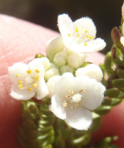 Lachnaea ericoides, photographed by Nicola van Berkel