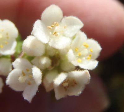 Lachnaea ericoides, photographed by Nicola van Berkel