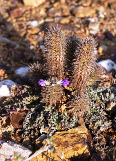 Acanthopsis dispermoides, photographed by Tony Rebelo