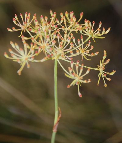 Notobubon laevigatum, photographed by Tony Rebelo