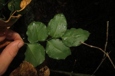 Behnia reticulata, photographed by Brian du Preez