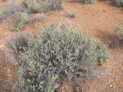 Ruschia grisea, photographed by douglaseustonbrown
