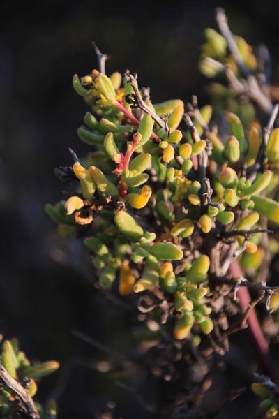 Tetragonia sarcophylla, photographed by Tony Rebelo