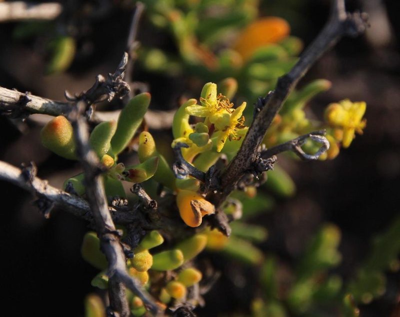 Tetragonia sarcophylla, photographed by Tony Rebelo