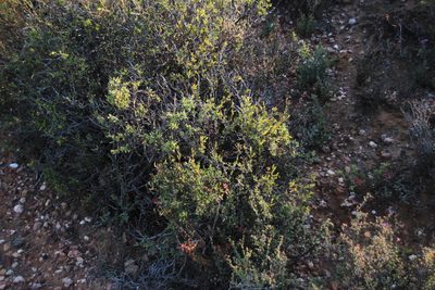 Tetragonia sarcophylla, photographed by Tony Rebelo