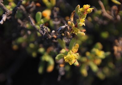 Tetragonia sarcophylla, photographed by Tony Rebelo