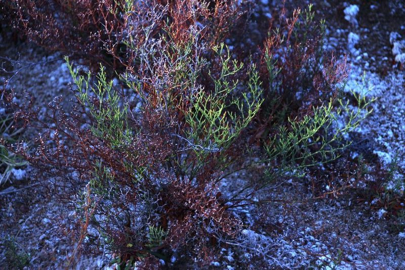Limonium dregeanum, photographed by Tony Rebelo