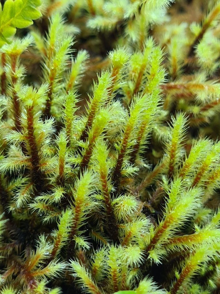 Breutelia azorica, photographed by Jacek Pietruszewski