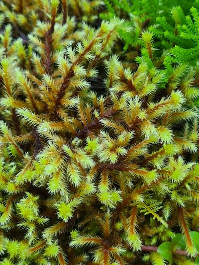 Breutelia azorica, photographed by Jacek Pietruszewski
