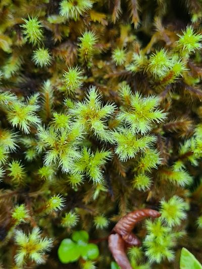Breutelia azorica, photographed by Jacek Pietruszewski