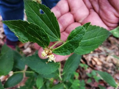 Calea ternifolia, photographed by Eugenio Padilla