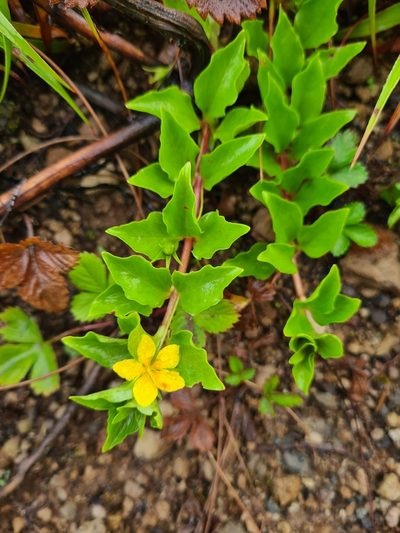 Lysimachia azorica, photographed by Jacek Pietruszewski