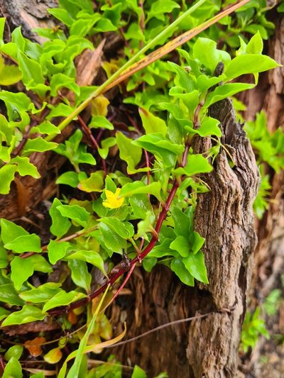Lysimachia azorica, photographed by Jacek Pietruszewski