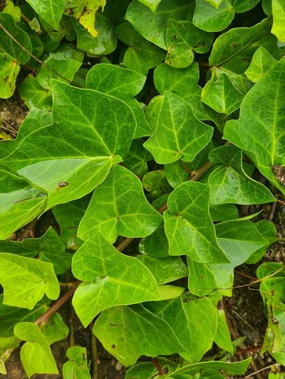 Hedera azorica, photographed by Jacek Pietruszewski
