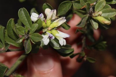 Psoralea prodiens, photographed by Brian du Preez