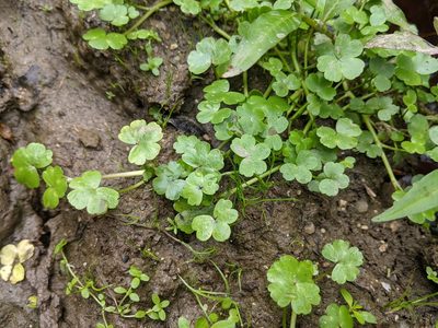 Ranunculus omiophyllus, photographed by euanmck
